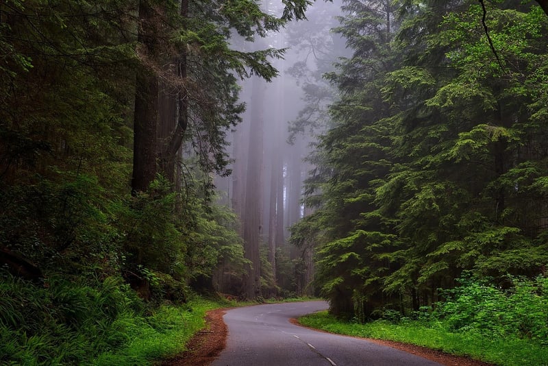 Enchanted Forest